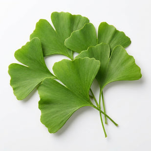 Ginkgo Biloba
